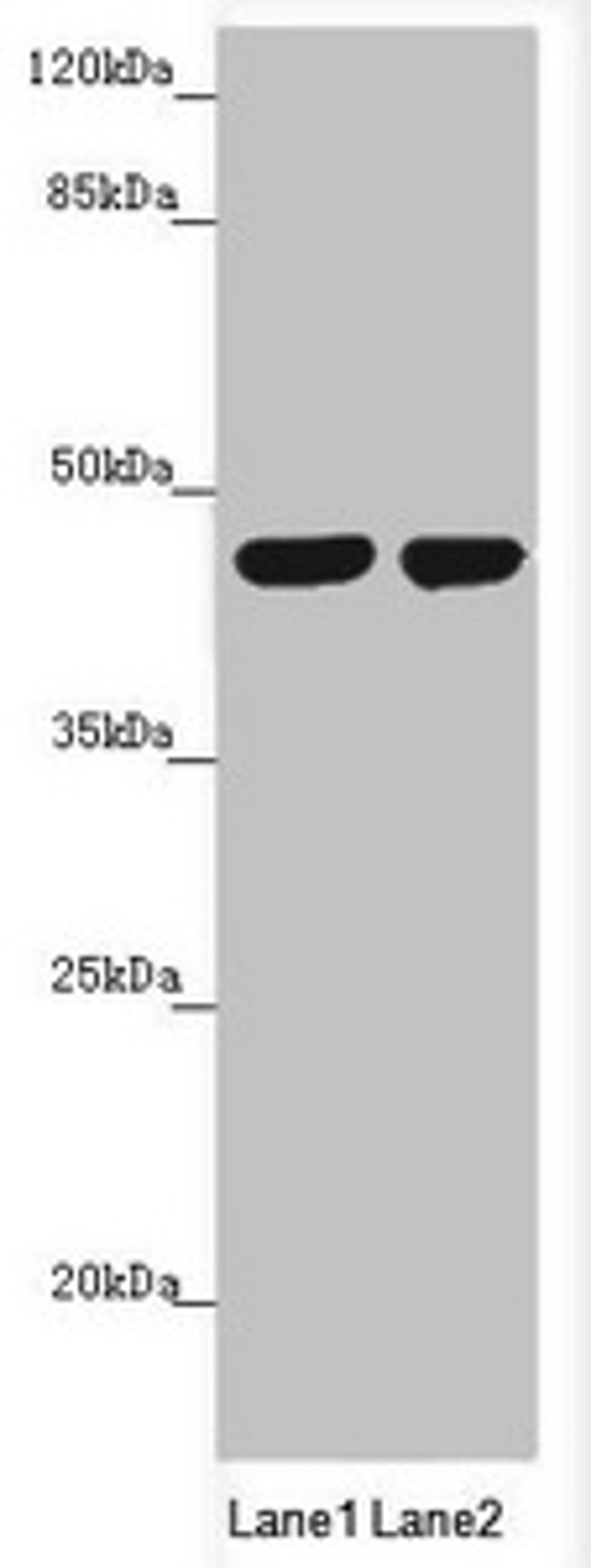 Western blot. All lanes: MTERFD3 antibody at 1.66 ug/ml. Lane 1: U251 whole cell lysate. Lane 2: HepG2 whole cell lysate. Secondary. Goat polyclonal to rabbit IgG at 1/10000 dilution. Predicted band size: 44 kDa. Observed band size: 44 kDa.