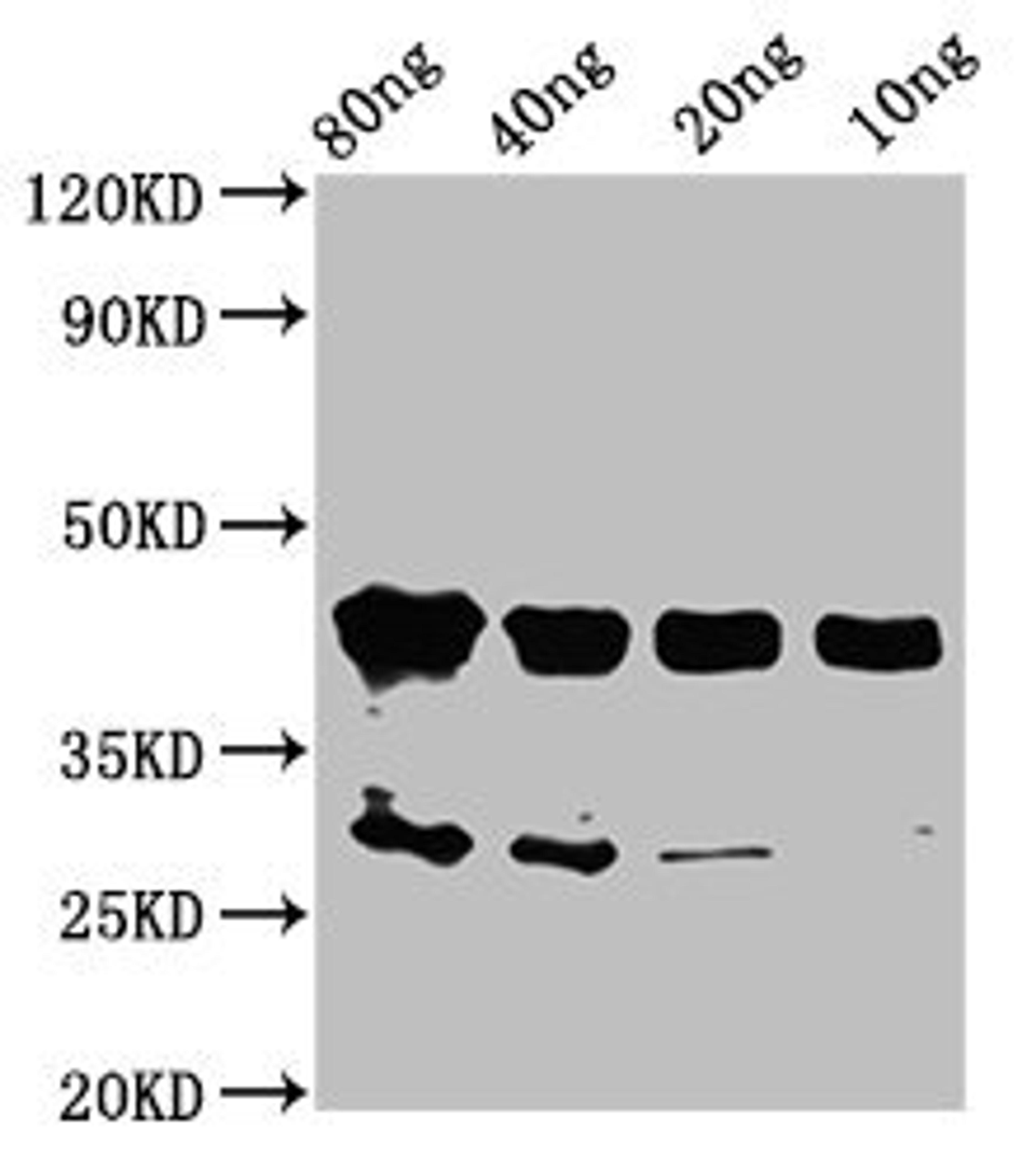 Western Blot. Positive WB detected in Recombinant protein. All lanes: olig2 antibody at 2µg/ml. Secondary. Goat polyclonal to rabbit IgG at 1/50000 dilution. Predicted band size: 44 kDa. Observed band size: 44 kDa