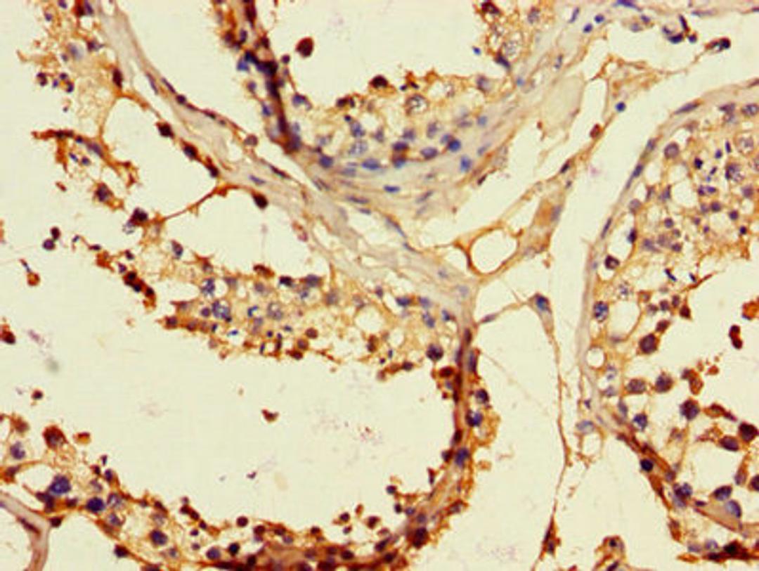 Immunohistochemistry of paraffin-embedded human testis tissue using CSB-PA007730LA01HU at dilution of 1:100