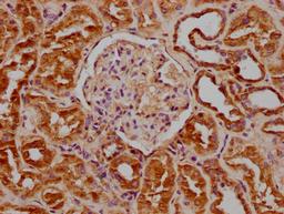 IHC image of CSB-PA009614OA01HU diluted at 1:100 and staining in paraffin-embedded human kidney tissue performed on a Leica BondTM system. After dewaxing and hydration, antigen retrieval was mediated by high pressure in a citrate buffer (pH 6.0). Section was blocked with 10% normal goat serum 30min at RT. Then primary antibody (1% BSA) was incubated at 4°C overnight. The primary is detected by a biotinylated secondary antibody and visualized using an HRP conjugated SP system.