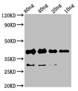 Western Blot. Positive WB detected in Recombinant protein. All lanes: rbm24 antibody&nbsp;at 4.3µg/ml. Secondary. Goat polyclonal to rabbit IgG at 1/50000 dilution. Predicted band size: 41 kDa. Observed band size: 41 kDa