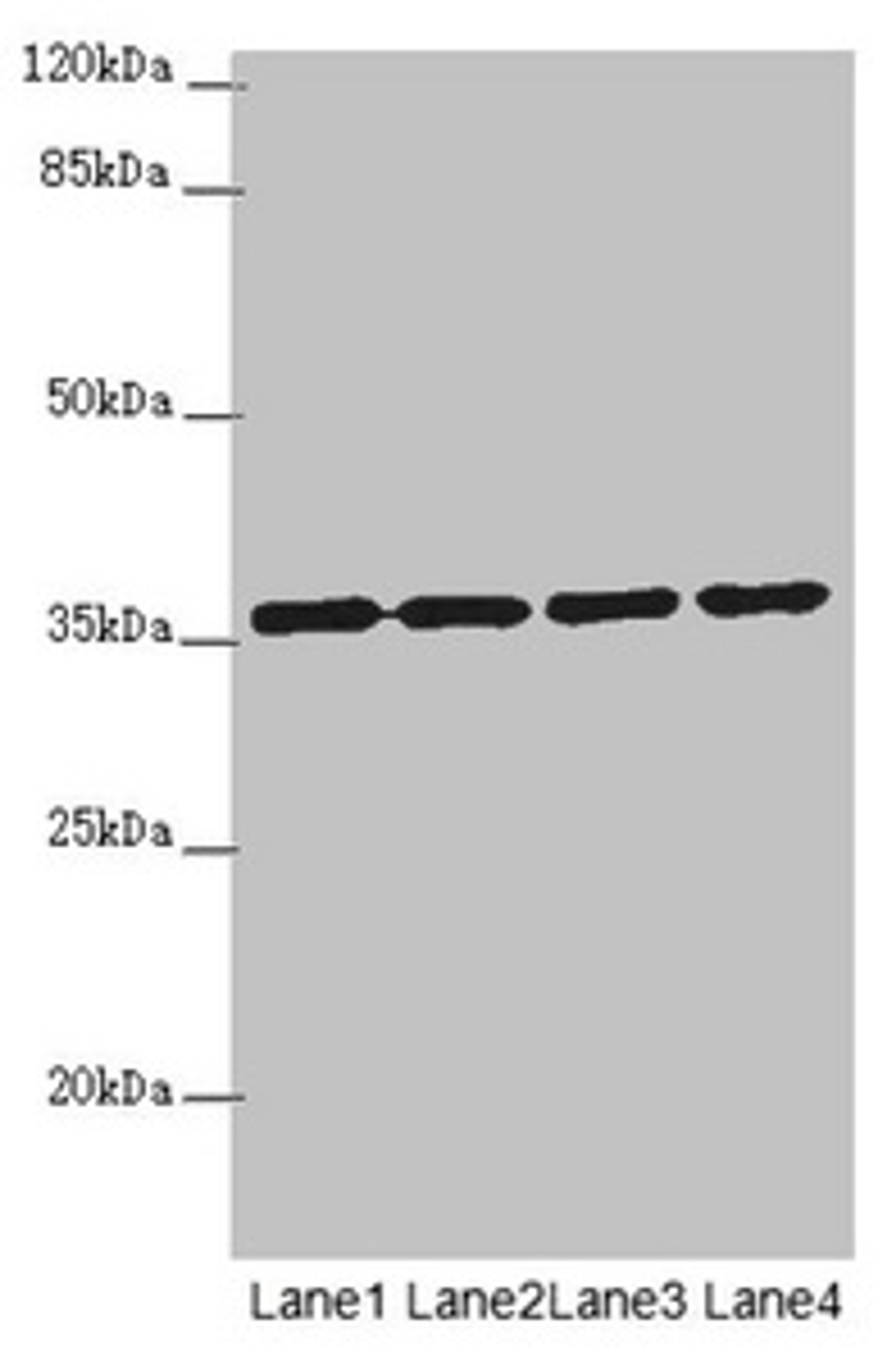 Western blot. All lanes: OSGEP antibody at 3.18µg/ml. Lane 1: 293T whole cell lysate. Lane 2: Jurkat whole cell lysate. Lane 3: Raji whole cell lysate. Lane 4: PC-3 whole cell lysate. Secondary. Goat polyclonal to rabbit IgG at 1/10000 dilution. Predicted band size: 36 kDa. Observed band size: 36 kDa