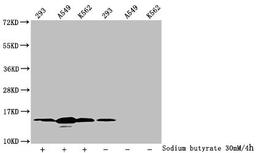 Western Blot. Detected samples: 293 whole cell lysate, A549 whole cell lysate, K562 whole cell lysate; Untreated (-) or treated (+) with 30mM sodium butyrate for 4h. All lanes: HIST1H2BC antibody at 1:100. Secondary. Goat polyclonal to rabbit IgG at 1/50000 dilution. Predicted band size: 14 kDa. Observed band size: 14 kDa