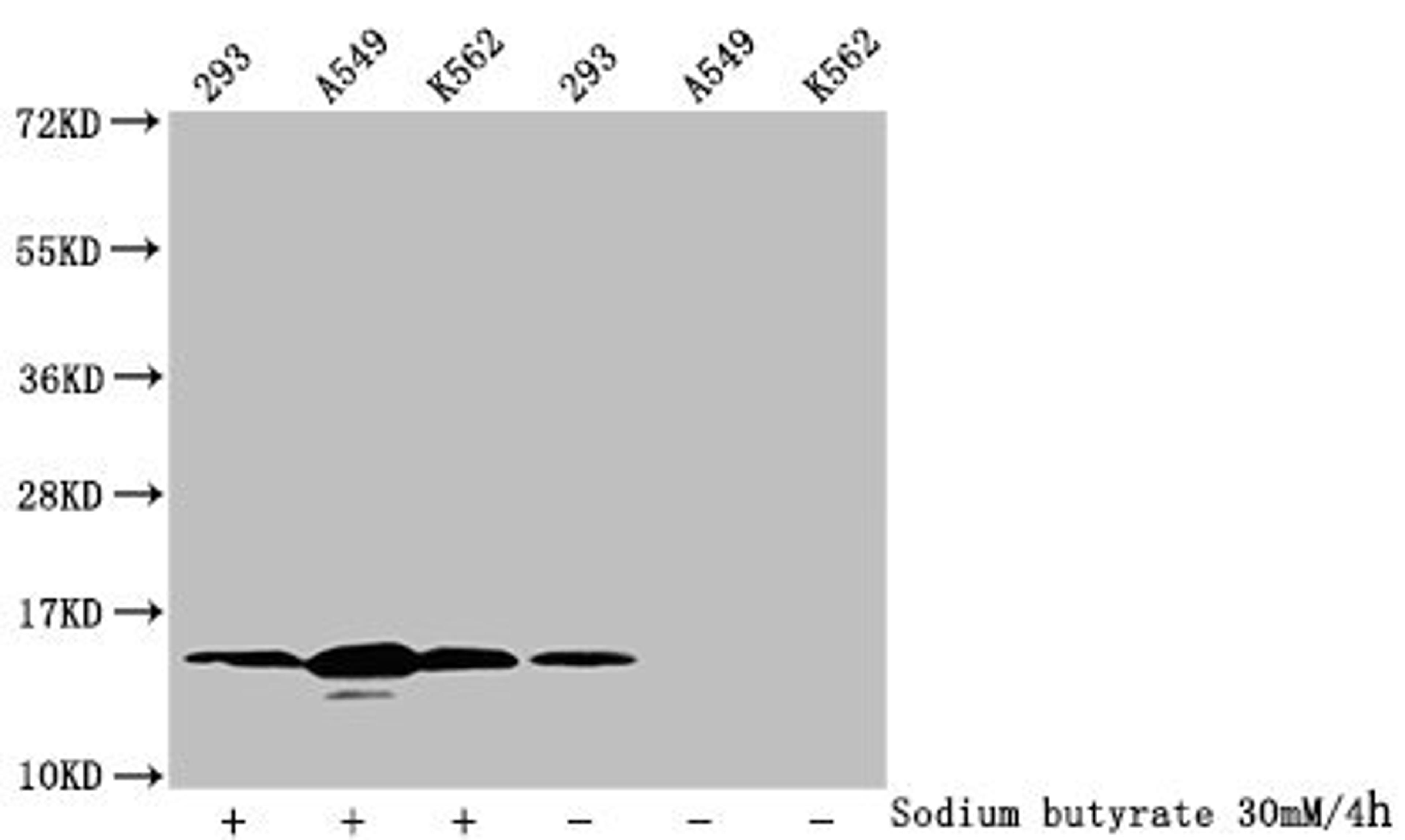 Western Blot. Detected samples: 293 whole cell lysate, A549 whole cell lysate, K562 whole cell lysate; Untreated (-) or treated (+) with 30mM sodium butyrate for 4h. All lanes: HIST1H2BC antibody at 1:100. Secondary. Goat polyclonal to rabbit IgG at 1/50000 dilution. Predicted band size: 14 kDa. Observed band size: 14 kDa