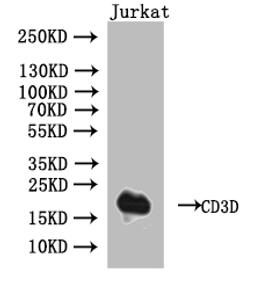 Western Blot. Positive WB detected in: Jurkat whole cell lysate. All lanes: CD3D antibody at 1:1000. Secondary. Goat polyclonal to human IgG at 1/50000 dilution. Predicted band size: 19 kDa. Observed band size: 19 kDa. 