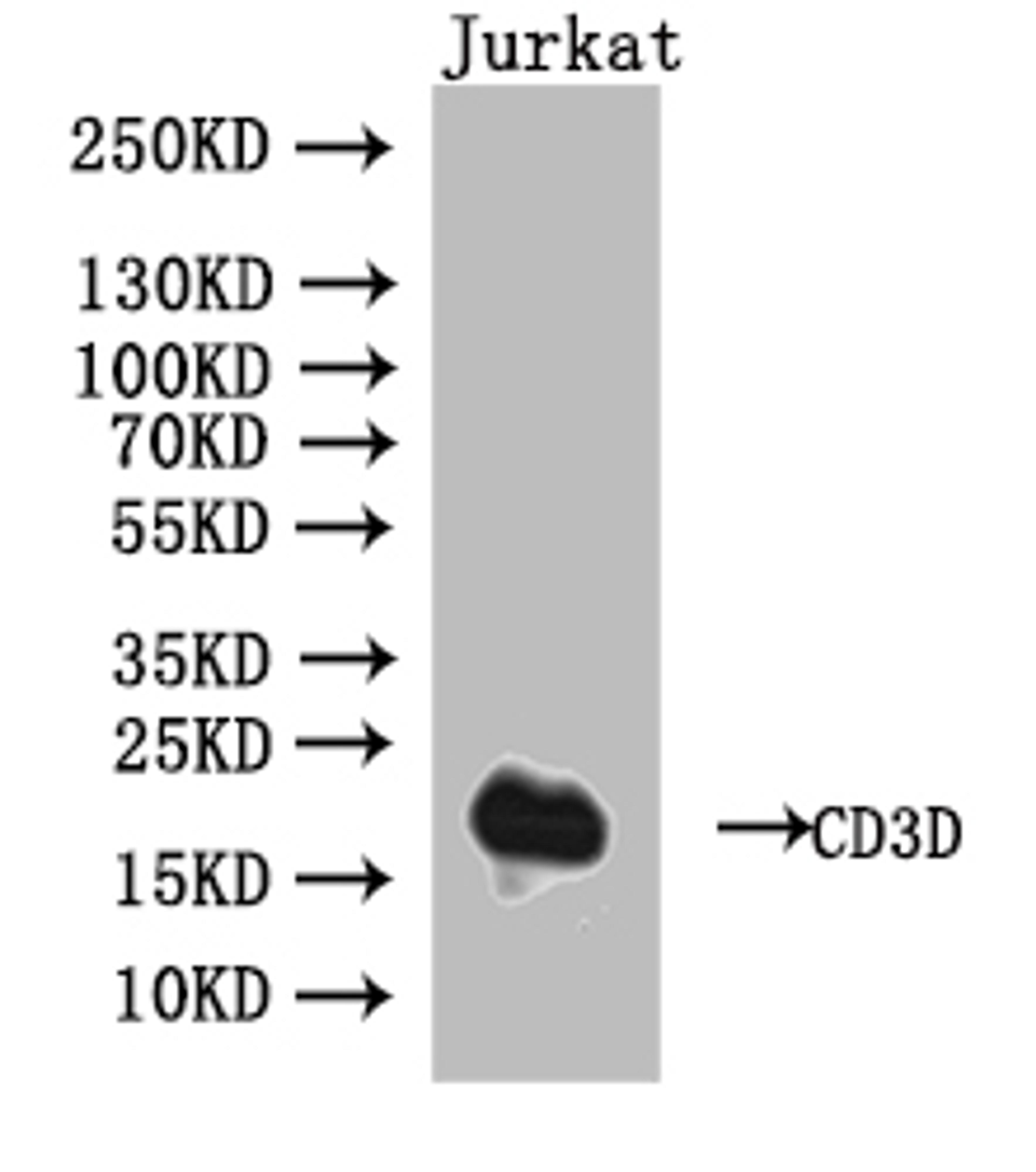 Western Blot. Positive WB detected in: Jurkat whole cell lysate. All lanes: CD3D antibody at 1:1000. Secondary. Goat polyclonal to human IgG at 1/50000 dilution. Predicted band size: 19 kDa. Observed band size: 19 kDa.