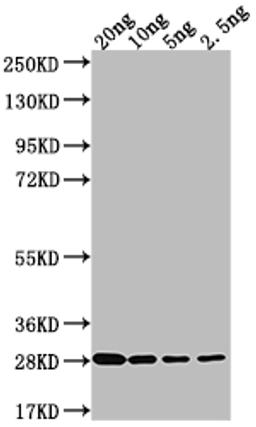 Western Blot. Positive WB detected in Recombinant protein. All lanes: LPTD antibody at 1:2000. Secondary. Goat polyclonal to rabbit IgG at 1/50000 dilution. Predicted band size: 26.3 kDa. Observed band size: 27 kDa. 