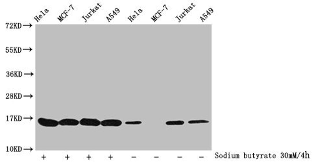 Western Blot. Detected samples: Hela whole cell lysate, MCF-7 whole cell lysate, Jurkat whole cell lysate, A549 whole cell lysate; Untreated (-) or treated (+) with 30mM sodium butyrate for 4h. All lanes: HIST1H3A antibody at 1:100. Secondary. Goat polyclonal to rabbit IgG at 1/40000 dilution. Predicted band size: 16 kDa. Observed band size: 16 kDa