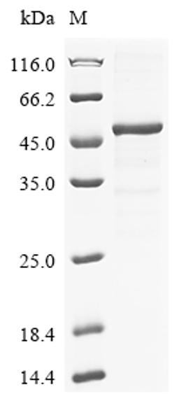 (Tris-Glycine gel) Discontinuous SDS-PAGE (reduced) with 5% enrichment gel and 15% separation gel.
