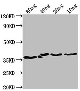 Western Blot. Positive WB detected in Recombinant protein. All lanes: bepA antibody at 1:2000. Secondary. Goat polyclonal to rabbit IgG at 1/50000 dilution. Predicted band size: 35 kDa. Observed band size: 37 kDa