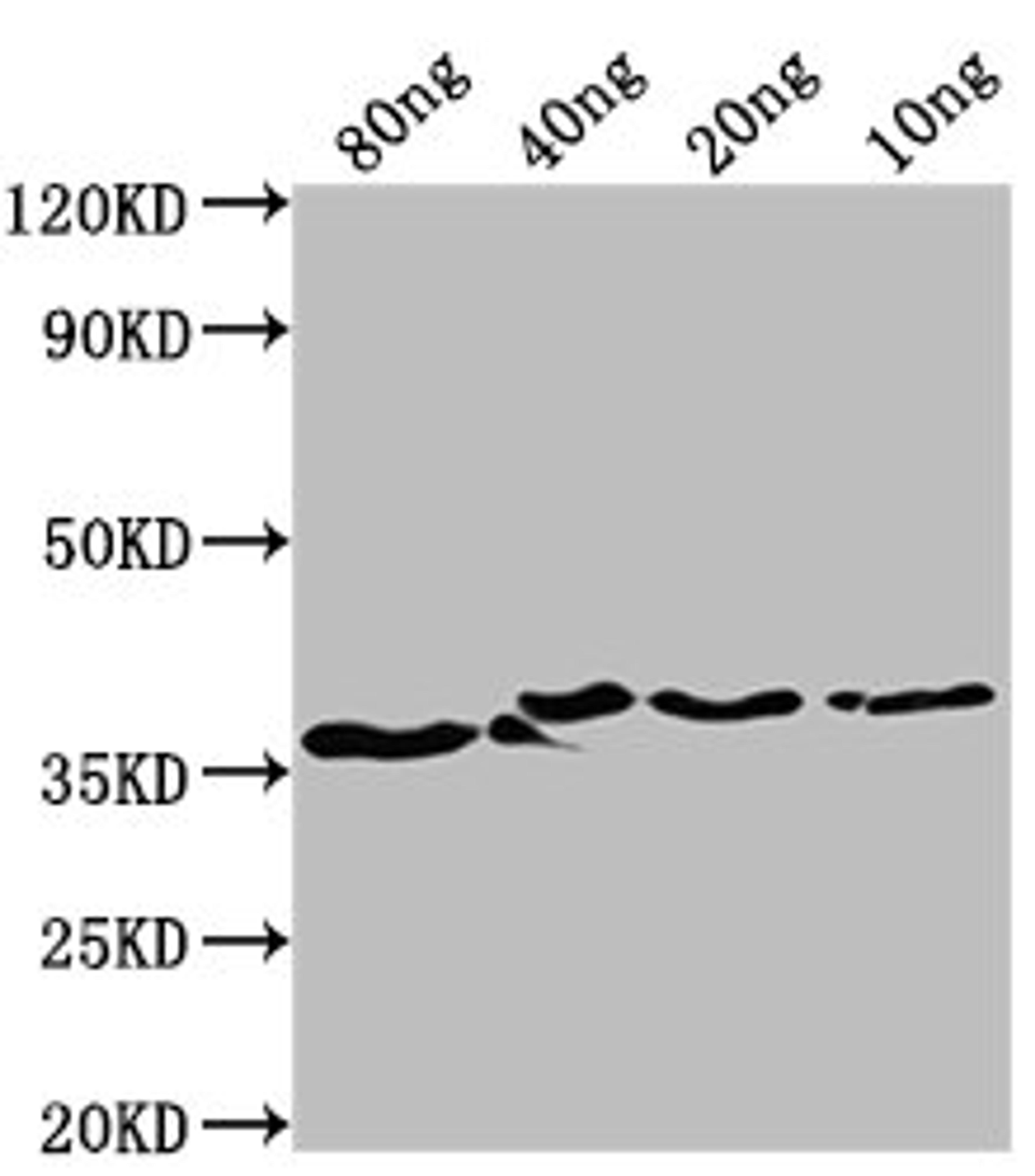 Western Blot. Positive WB detected in Recombinant protein. All lanes: bepA antibody at 1:2000. Secondary. Goat polyclonal to rabbit IgG at 1/50000 dilution. Predicted band size: 35 kDa. Observed band size: 37 kDa