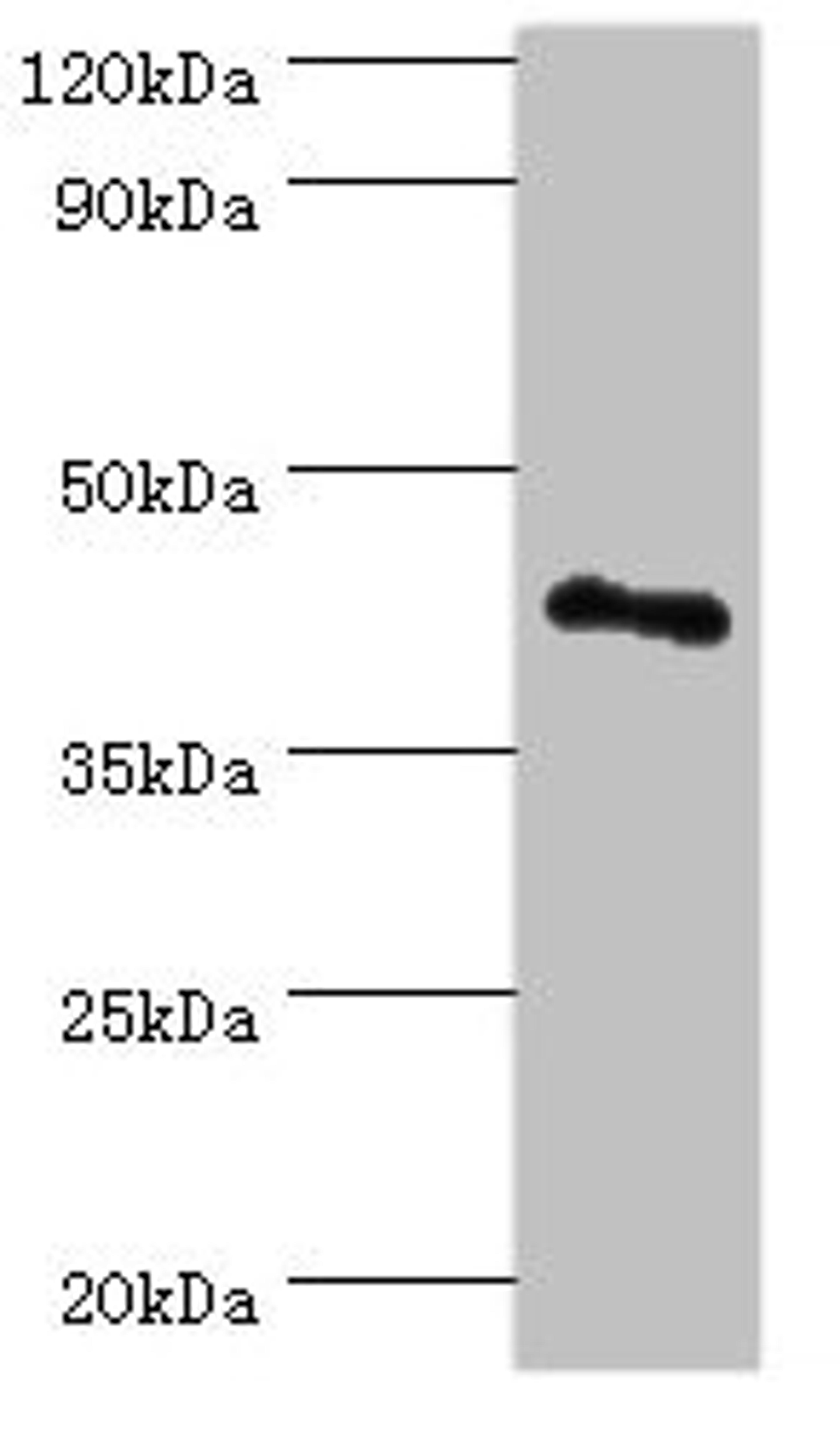 Western blot. All lanes: RSAD2 antibody at 8ug/ml + Jurkat whole cell lysate. Secondary. Goat polyclonal to rabbit IgG at 1/10000 dilution. Predicted band size: 42 kDa. Observed band size: 42 kDa.