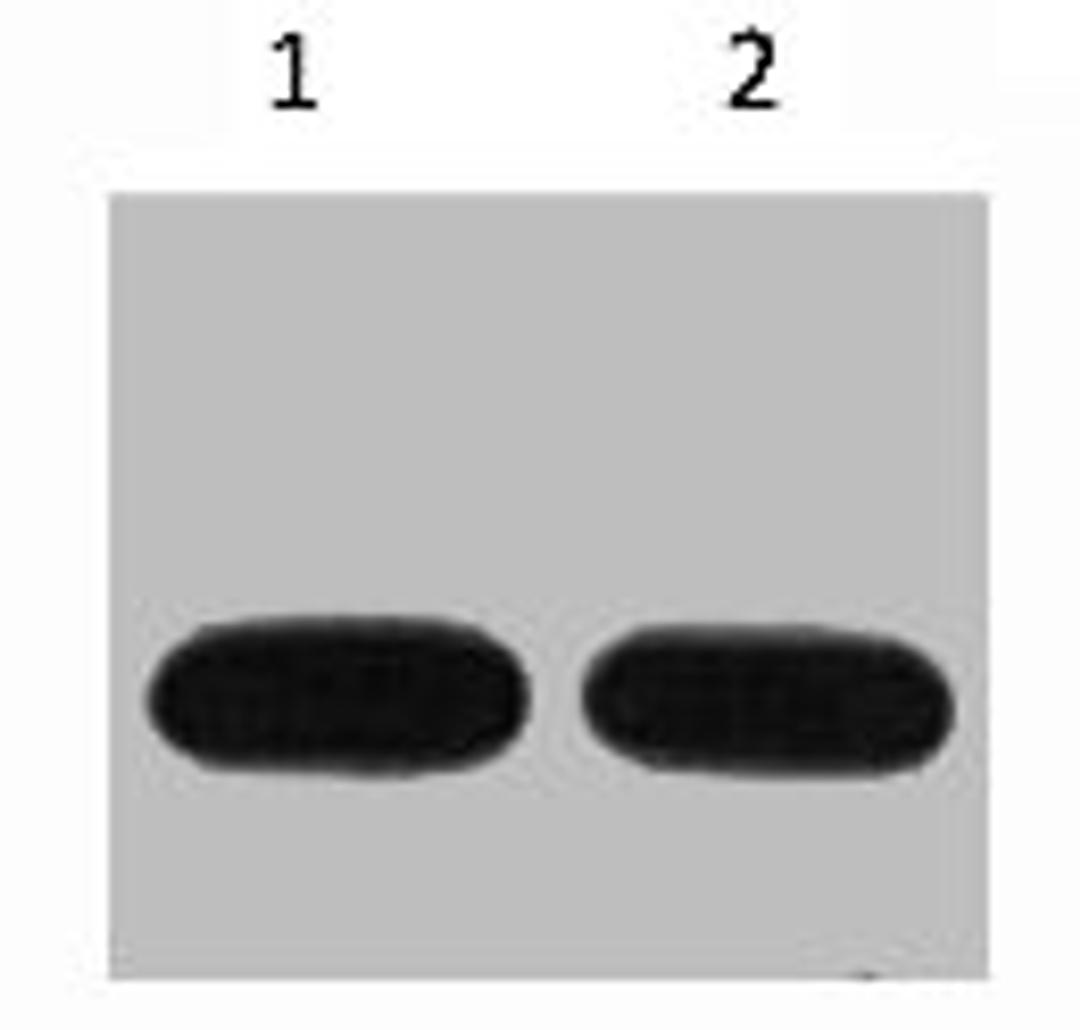 Western blot analysis of Avi-Recombinant protein, diluted at 1) 1:5000  2) 1:10000