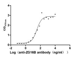 The Binding Activity of Human ZG16B with Anti-ZG16B recombinant antibody. Activity: Measured by its binding ability in a functional ELISA. Immobilized Human ZG16B (CSB-MP836195HU) at 2 μg/mL can bind Anti-ZG16B recombinant antibody, the EC<sub>50</sub> is 24.13-46.04 ng/mL.