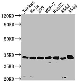 Western Blot. Positive WB detected in: Jurkat whole cell lysate, Hela whole cell lysate, 293 whole cell lysate, MCF-7 whole cell lysate, HepG2 whole cell lysate, K562 whole cell lysate, A549 whole cell lysate. All lanes: CDK4 antibody at 1:1500. Secondary. Goat polyclonal to rabbit IgG at 1/50000 dilution. Predicted band size: 34, 21 kDa. Observed band size: 34 kDa. 