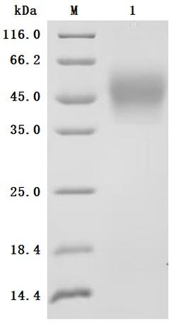 (Tris-Glycine gel) Discontinuous SDS-PAGE (reduced) with 5% enrichment gel and 15% separation gel.