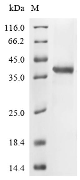 (Tris-Glycine gel) Discontinuous SDS-PAGE (reduced) with 5% enrichment gel and 15% separation gel.