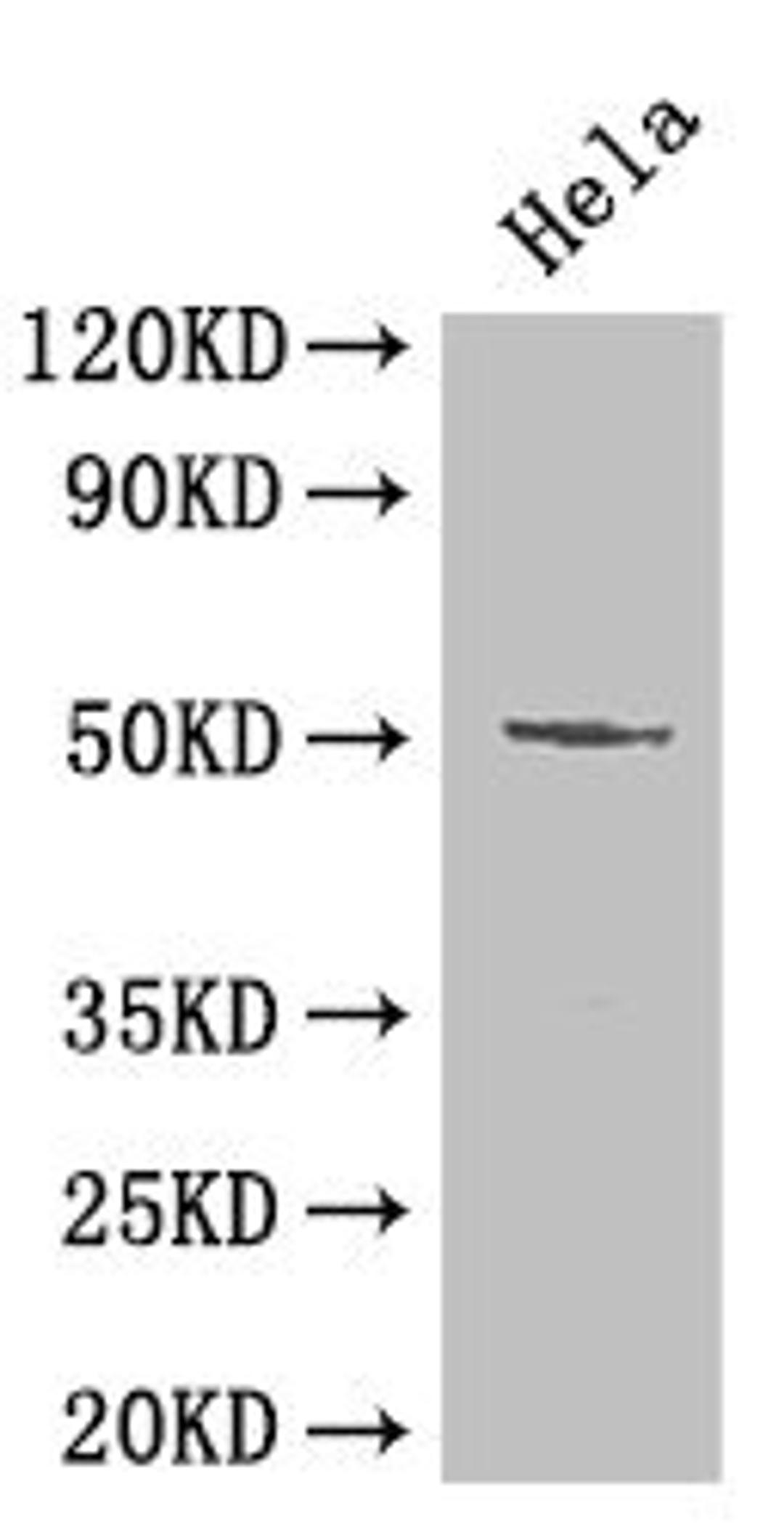 Western Blot. Positive WB detected in: Hela whole cell lysate. All lanes: POU2F2 antibody at 2µg/ml. Secondary. Goat polyclonal to rabbit IgG at 1/50000 dilution. Predicted band size: 52, 50, 44, 63 kDa. Observed band size: 52 kDa