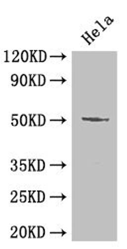 Western Blot. Positive WB detected in: Hela whole cell lysate. All lanes: POU2F2 antibody at 2µg/ml. Secondary. Goat polyclonal to rabbit IgG at 1/50000 dilution. Predicted band size: 52, 50, 44, 63 kDa. Observed band size: 52 kDa