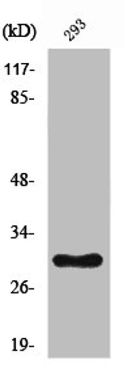 Western Blot analysis of HeLa cells using Ribosomal Protein L7 Polyclonal Antibody