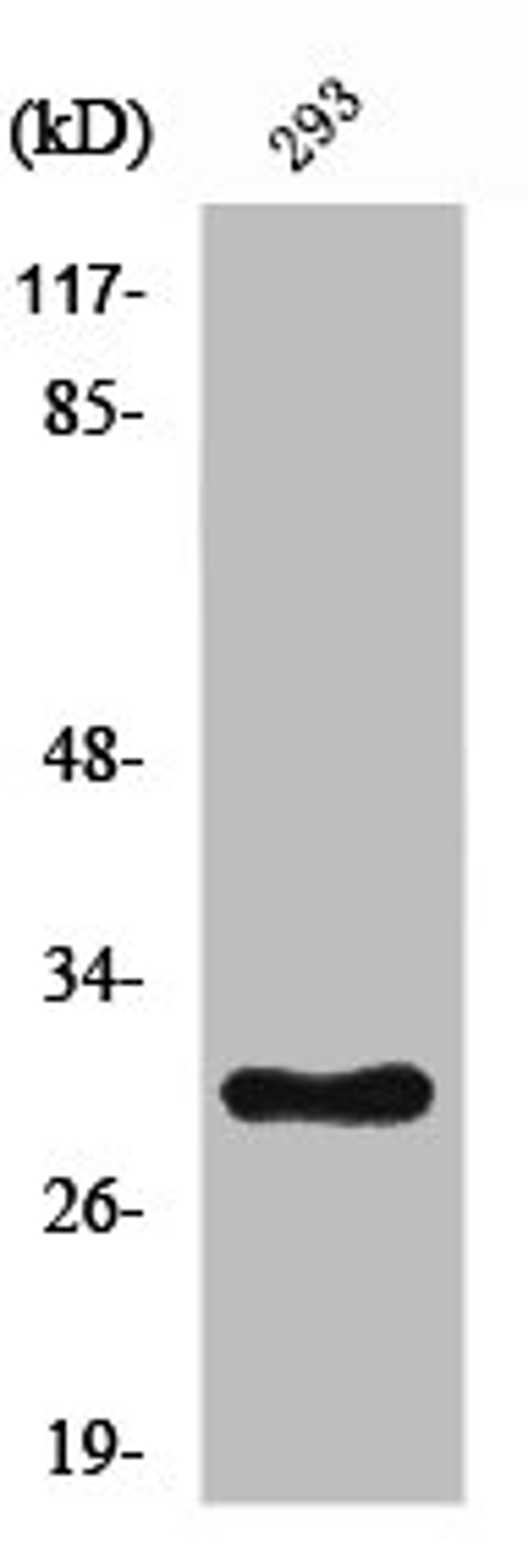 Western Blot analysis of HeLa cells using Ribosomal Protein L7 Polyclonal Antibody