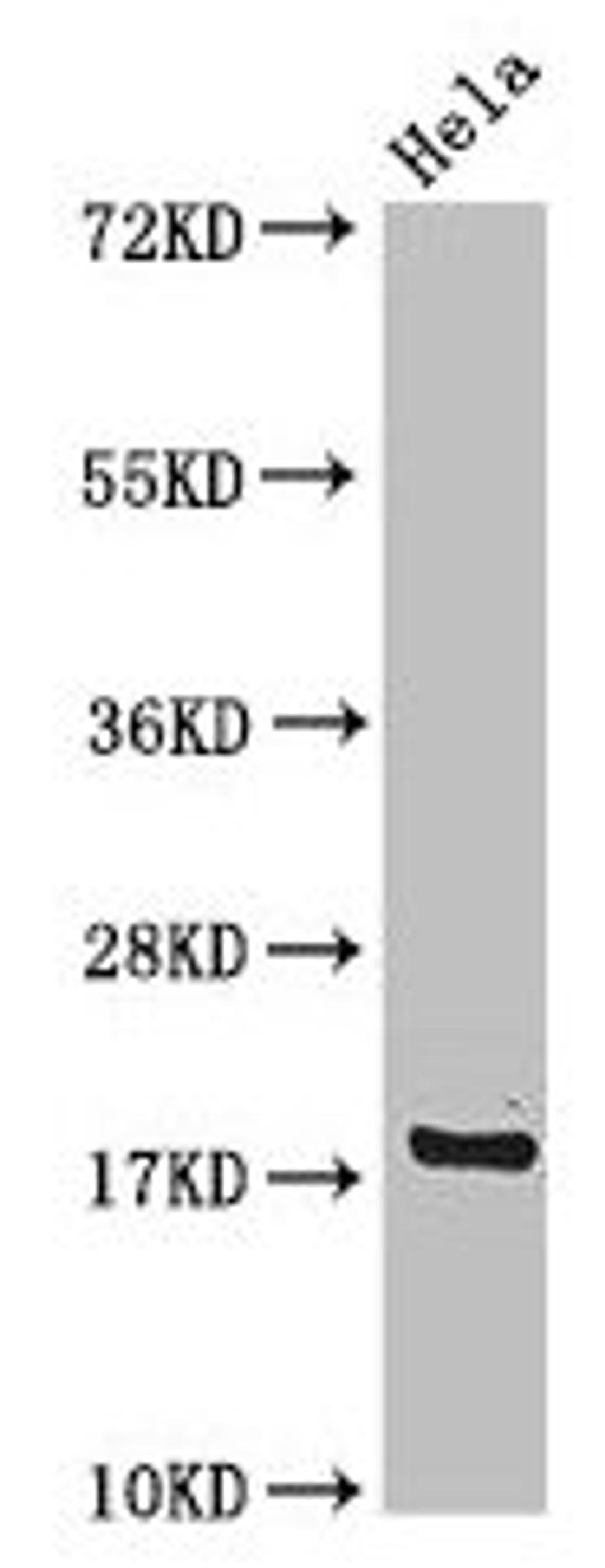 Western Blot. Positive WB detected in: Hela whole cell lysate. All lanes: RPS15 antibody at 4µg/ml. Secondary. Goat polyclonal to rabbit IgG at 1/50000 dilution. Predicted band size: 18 kDa. Observed band size: 18 kDa