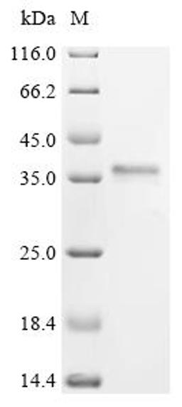 (Tris-Glycine gel) Discontinuous SDS-PAGE (reduced) with 5% enrichment gel and 15% separation gel.