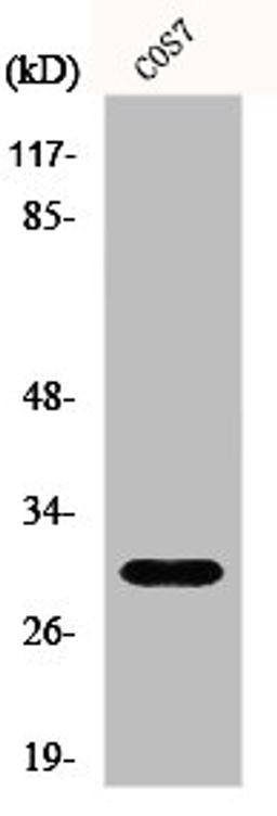 Western Blot analysis of COS7 cells using GCSm-γ Polyclonal Antibody