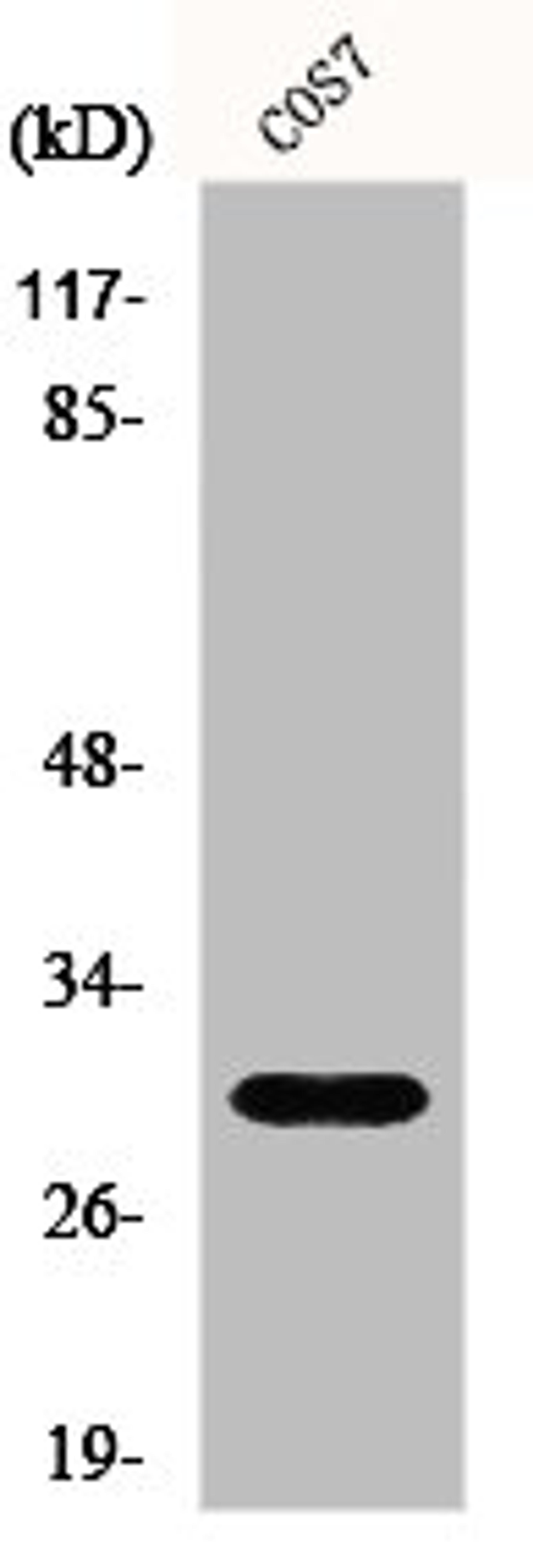 Western Blot analysis of COS7 cells using GCSm-γ Polyclonal Antibody