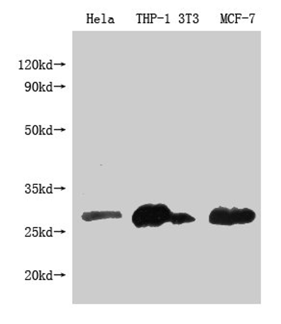Western Blot.  Positive WB detected in: BCL2 antibody at 1:1000.  Lane 1: Hela whole cell lysate.  Lane 2: THP-1 whole cell lysate.  Lane 3: NIH/3T3 whole cell lysate.  Lane 4: MCF-7 whole cell lysate. Secondary.  Goat polyclonal to Mouse IgG at 1/20000 dilution.  Predicted band size: 26KDa.  Observed band size: 26 KDa.  Exposure time: 5min