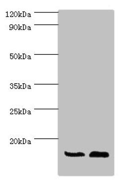 Western blot. All lanes: ATP5J antibody at 7ug/ml. Lane 1: Rat brain tissue. Lane 2: Mouse heart tissue. Secondary. Goat polyclonal to rabbit IgG at 1/10000 dilution. Predicted band size: 13, 14 kDa. Observed band size: 13 kDa. 