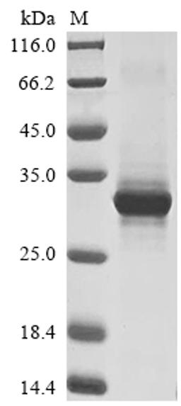(Tris-Glycine gel) Discontinuous SDS-PAGE (reduced) with 5% enrichment gel and 15% separation gel.