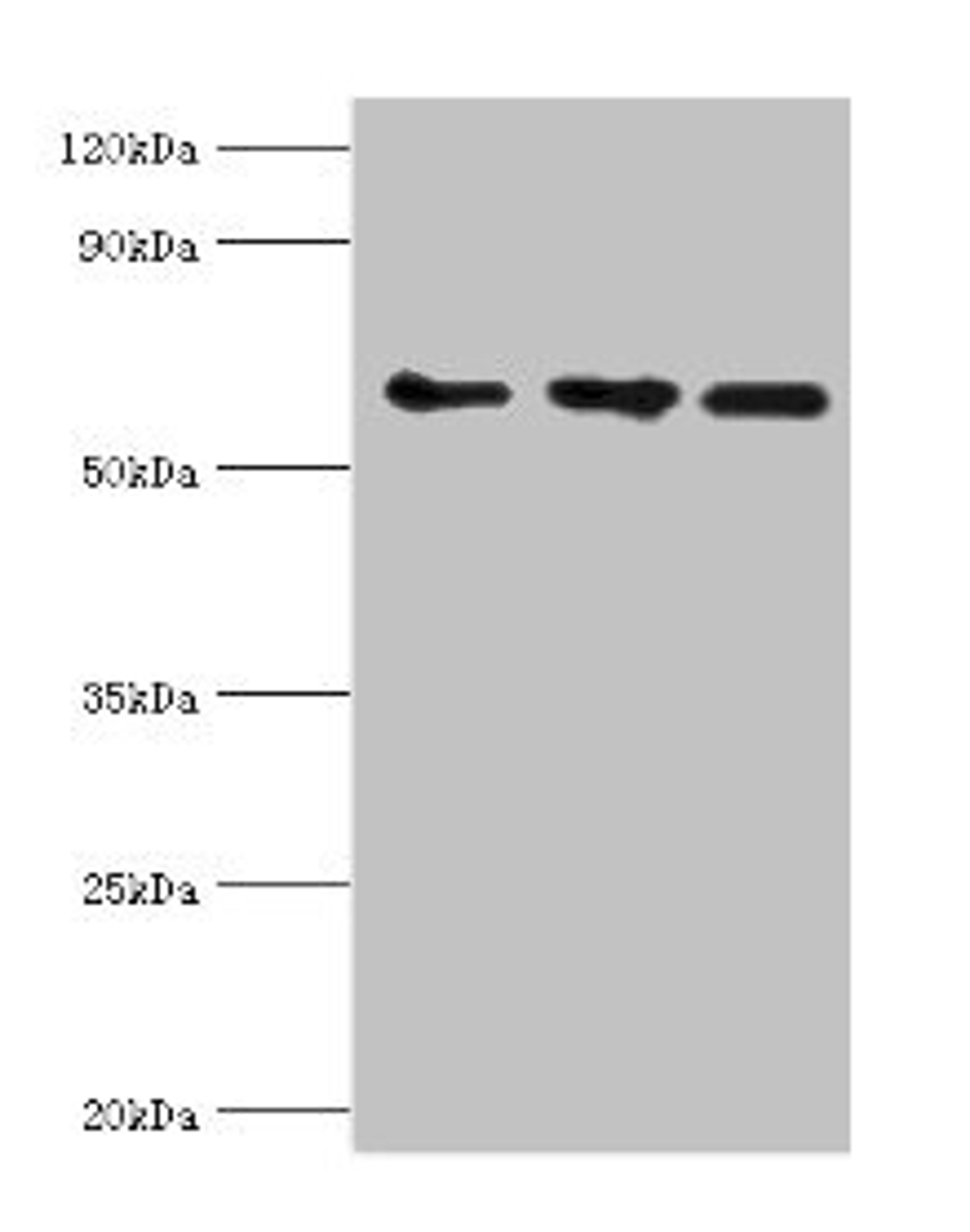 Western blot. All lanes: ABCE1 antibody at 4ug/ml. Lane 1: 293T whole cell lysate. Lane 2: Hela whole cell lysate. Lane 3: k562 whole cell lysate. Secondary. Goat polyclonal to rabbit IgG at 1/10000 dilution. Predicted band size: 67 kDa. Observed band size: 67 kDa. 