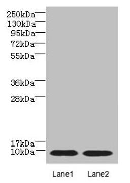 Western blot. All lanes: NOP10 antibody at 4µg/ml. Lane 1: Jurkat whole cell lysate. Lane 2: Caco-2 whole cell lysate. Secondary. Goat polyclonal to rabbit IgG at 1/10000 dilution. Predicted band size: 8 kDa. Observed band size: 8 kDa