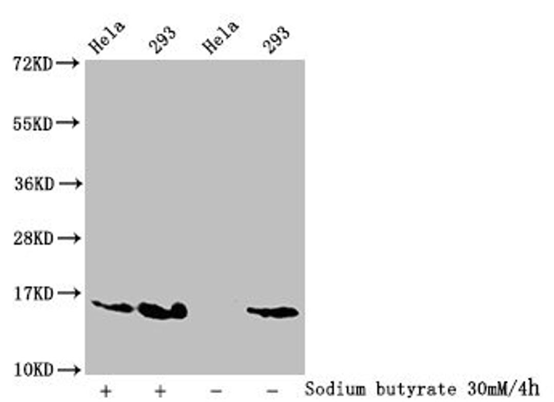 Western Blot. Detected samples: Hela whole cell lysate, 293 whole cell lysate; Untreated (-) or treated (+) with 30mM sodium butyrate for 4h. All lanes: HIST1H2AG antibody at 1:100. Secondary. Goat polyclonal to rabbit IgG at 1/50000 dilution. Predicted band size: 15 kDa. Observed band size: 15 kDa