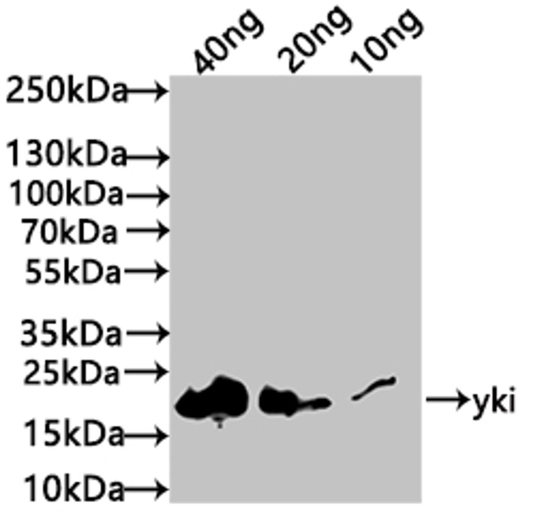Western Blot. Positive WB detected in: recombinant protein. All lanes: yki Antibody at 1:1000. Secondary. Goat polyclonal to rabbit IgG at 1/50000 dilution. Predicted band size: 19 kDa. Observed band size: 20 kDa. 