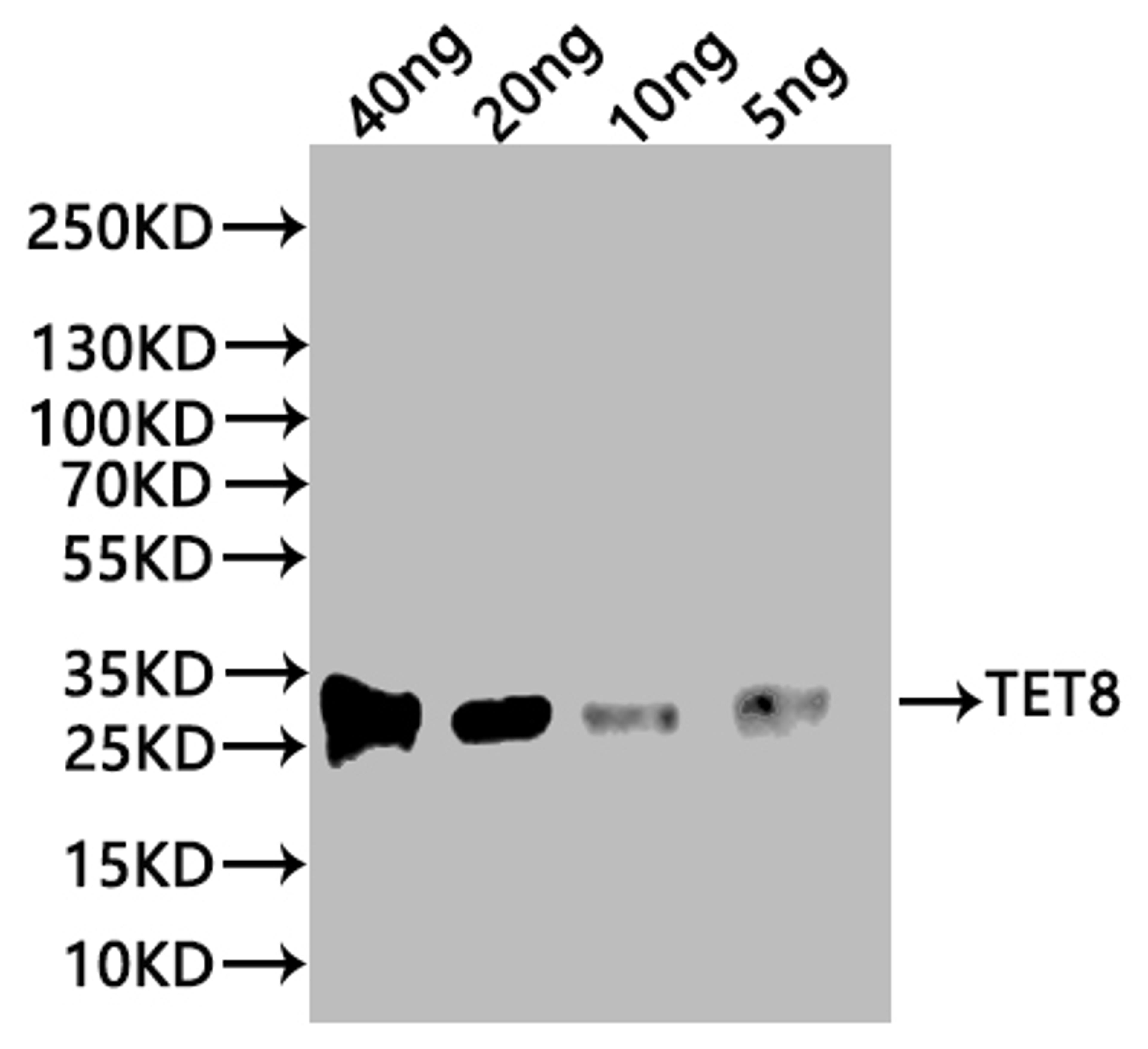 Western Blot. Positive WB detected in: recombinant protein. All lanes:TET8 Antibody at 1:1000. Secondary. Goat polyclonal to rabbit IgG at 1/20000 dilution. Predicted band size: 22.5 kDa. Observed band size: 27 kDa. 
