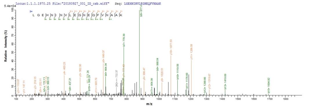Based on the SEQUEST from database of Yeast host and target protein, the LC-MS/MS Analysis result of CSB-YP018814RA could indicate that this peptide derived from Yeast-expressed Rattus norvegicus (Rat) Prss2.