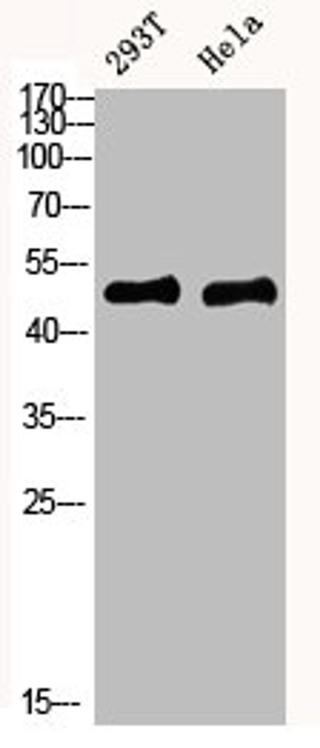Western blot analysis of mouse-kidney mouse-brain mouse-lung mouse-heart 293T lysate, antibody was diluted at 1000. Secondary antibody  was diluted at 1:20000