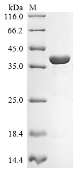 (Tris-Glycine gel) Discontinuous SDS-PAGE (reduced) with 5% enrichment gel and 15% separation gel.