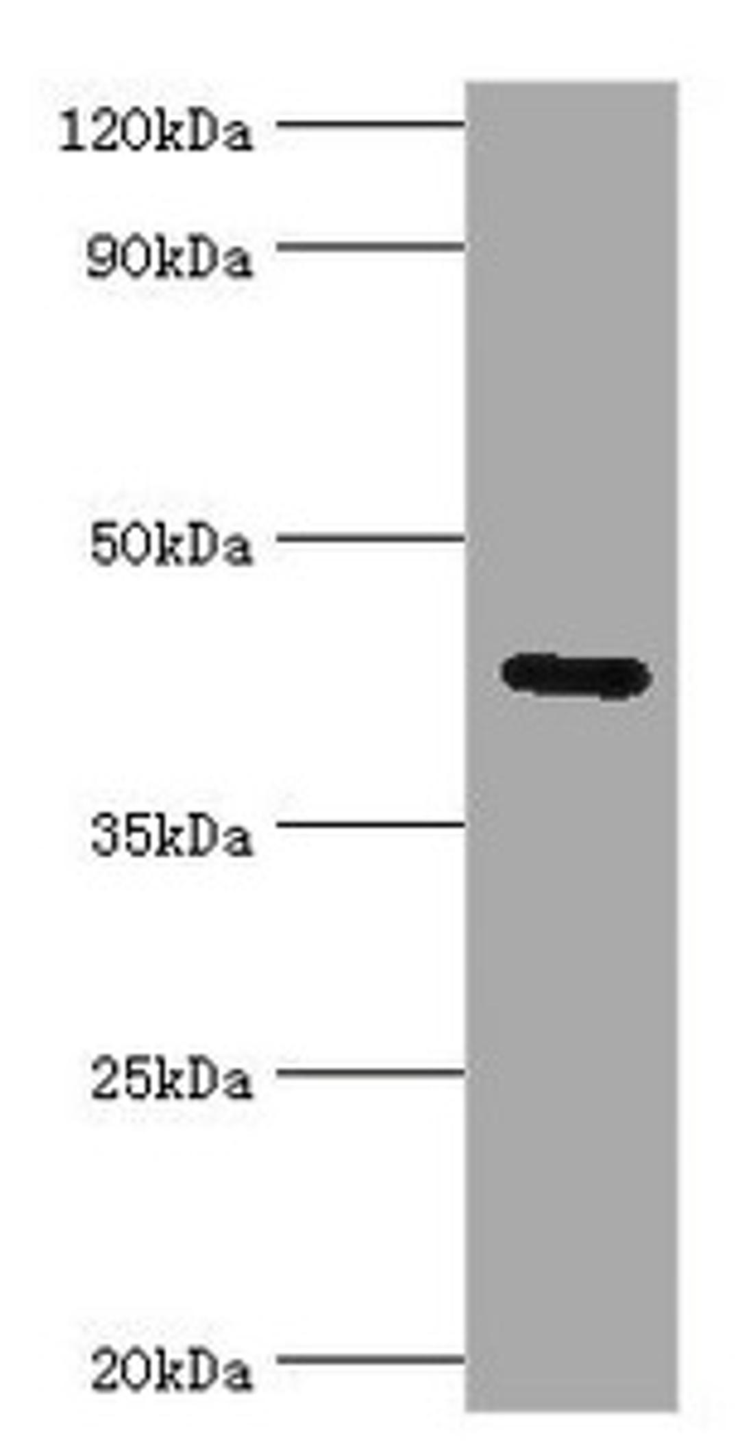Western blot. All lanes: Gap junction gamma-1 protein antibody at 6ug/ml + 293T whole cell lysate. Secondary. Goat polyclonal to rabbit IgG at 1/10000 dilution. Predicted band size: 45 kDa. Observed band size: 45 kDa. 