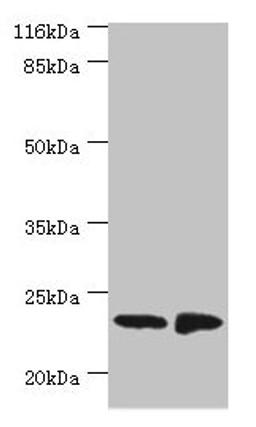 Western blot. All lanes: C7orf50 antibody at 2µg/ml. Lane 1: A549 whole cell lysate. Lane 2: MCF-7 whole cell lysate. Secondary. Goat polyclonal to rabbit IgG at 1/10000 dilution. Predicted band size: 23 kDa. Observed band size: 23 kDa