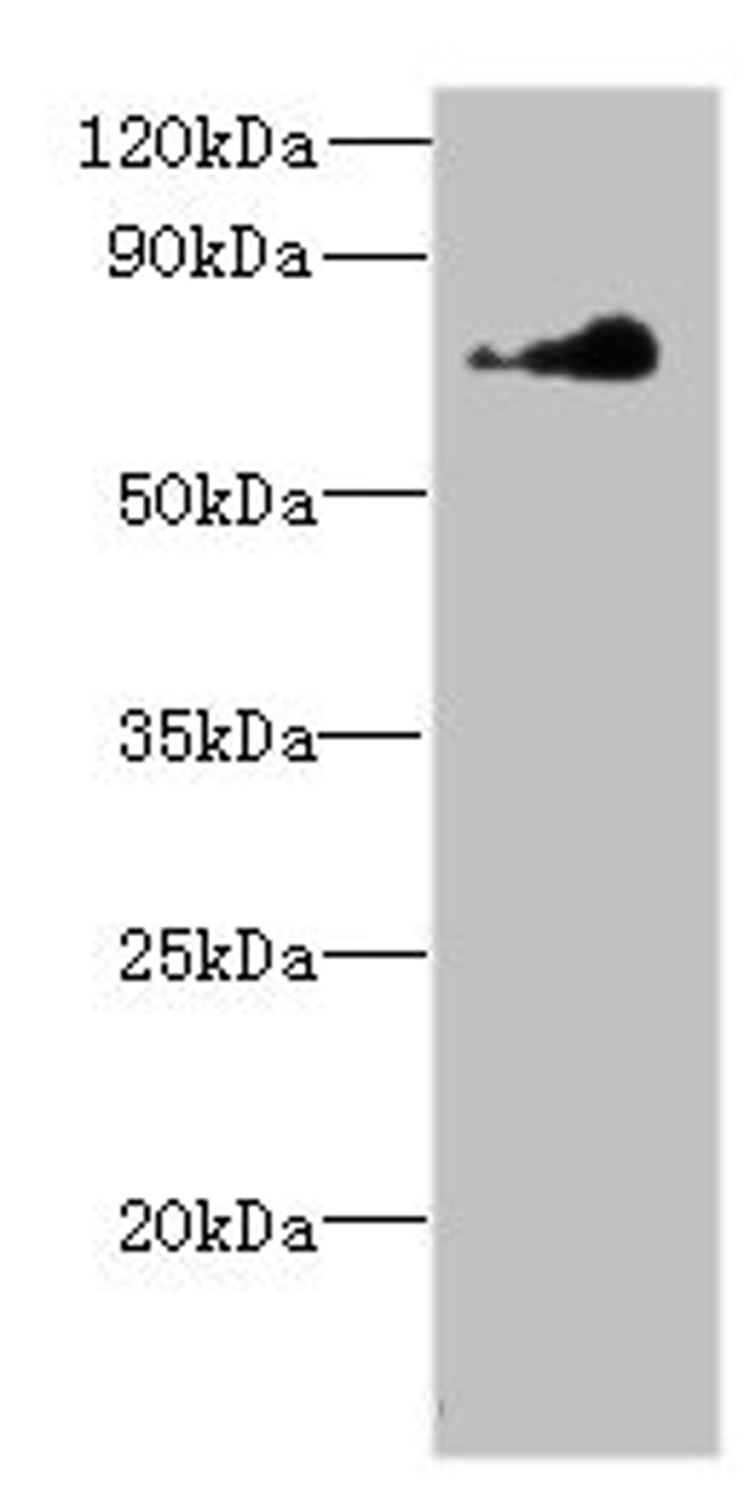 Western blot. All lanes: NEK11 antibody at 7µg/ml + Hela whole cell lysate. Secondary. Goat polyclonal to rabbit at 1/10000 dilution. Predicted band size: 75, 55, 56, 69 kDa. Observed band size: 75 kDa