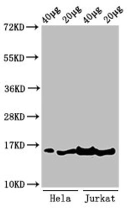 Western Blot. Positive WB detected in: Hela cell acid extracts, Jurkat cell acid extracts. All lanes: HIST1H3A antibody at 1µg/ml. Secondary. Goat polyclonal to rabbit IgG at 1/50000 dilution. Predicted band size: 16 kDa. Observed band size: 16 kDa