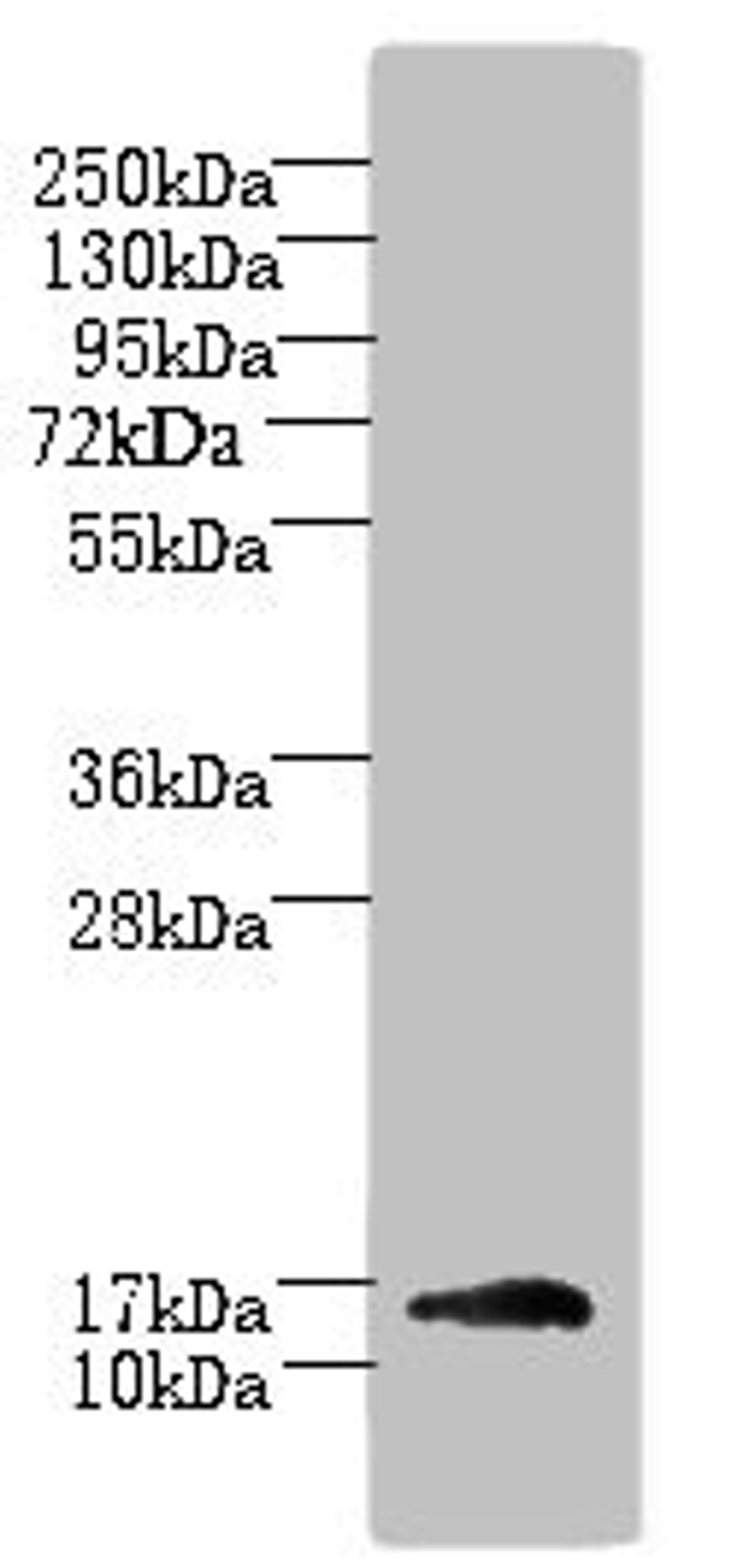 Western blot. All lanes: TRAPPC2L antibody at 5ug/ml + Mouse kidney tissue. Secondary. Goat polyclonal to rabbit IgG at 1/10000 dilution. Predicted band size: 16 kDa. Observed band size: 16 kDa.