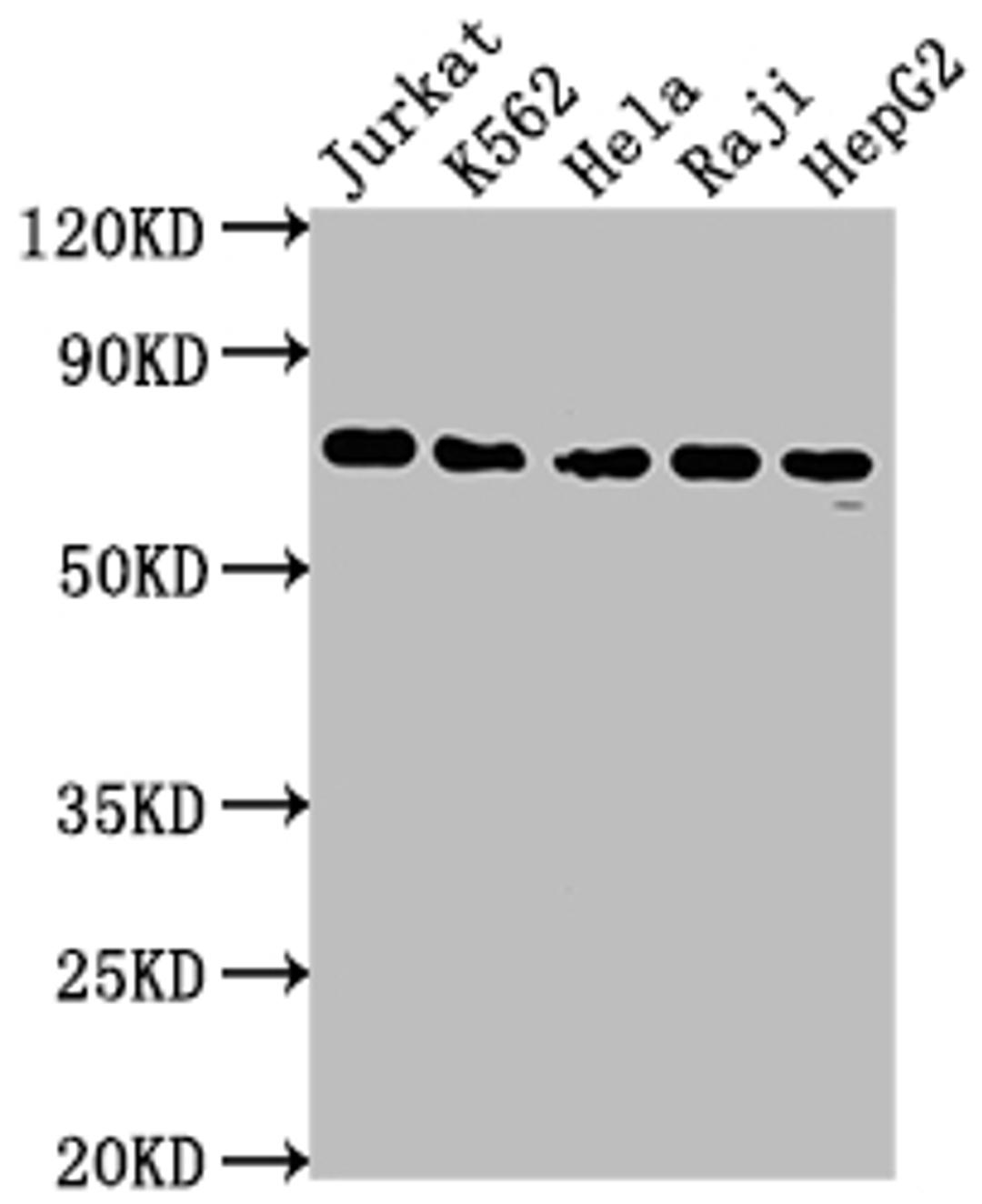 Western Blot. Positive WB detected in: Jurkat whole cell lysate, K562 whole cell lysate, Hela whole cell lysate, Raji whole cell lysate, HepG2 whole cell lysate. All lanes: FUBP1 antibody at 1:2000. Secondary. Goat polyclonal to rabbit IgG at 1/50000 dilution. Predicted band size: 68, 69 kDa. Observed band size: 69 kDa.
