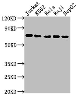 Western Blot. Positive WB detected in: Jurkat whole cell lysate, K562 whole cell lysate, Hela whole cell lysate, Raji whole cell lysate, HepG2 whole cell lysate. All lanes: FUBP1 antibody at 1:2000. Secondary. Goat polyclonal to rabbit IgG at 1/50000 dilution. Predicted band size: 68, 69 kDa. Observed band size: 69 kDa.