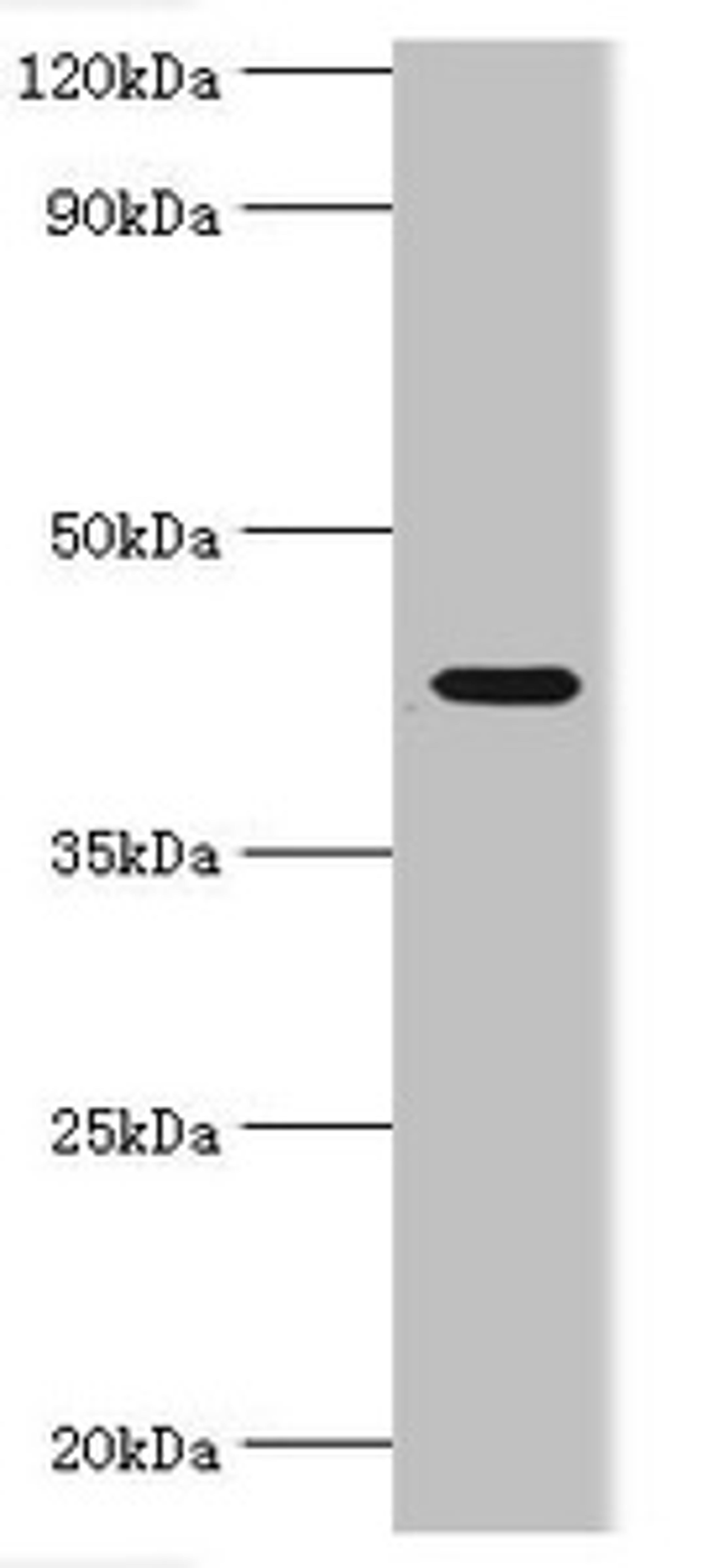 Western blot. All lanes: NAD-dependent protein deacetylase sirtuin-3, mitochondrial antibody at 1ug/ml + HepG2 whole cell lysate. Secondary. Goat polyclonal to rabbit IgG at 1/10000 dilution. Predicted band size: 44, 29 kDa. Observed band size: 44 kDa. 