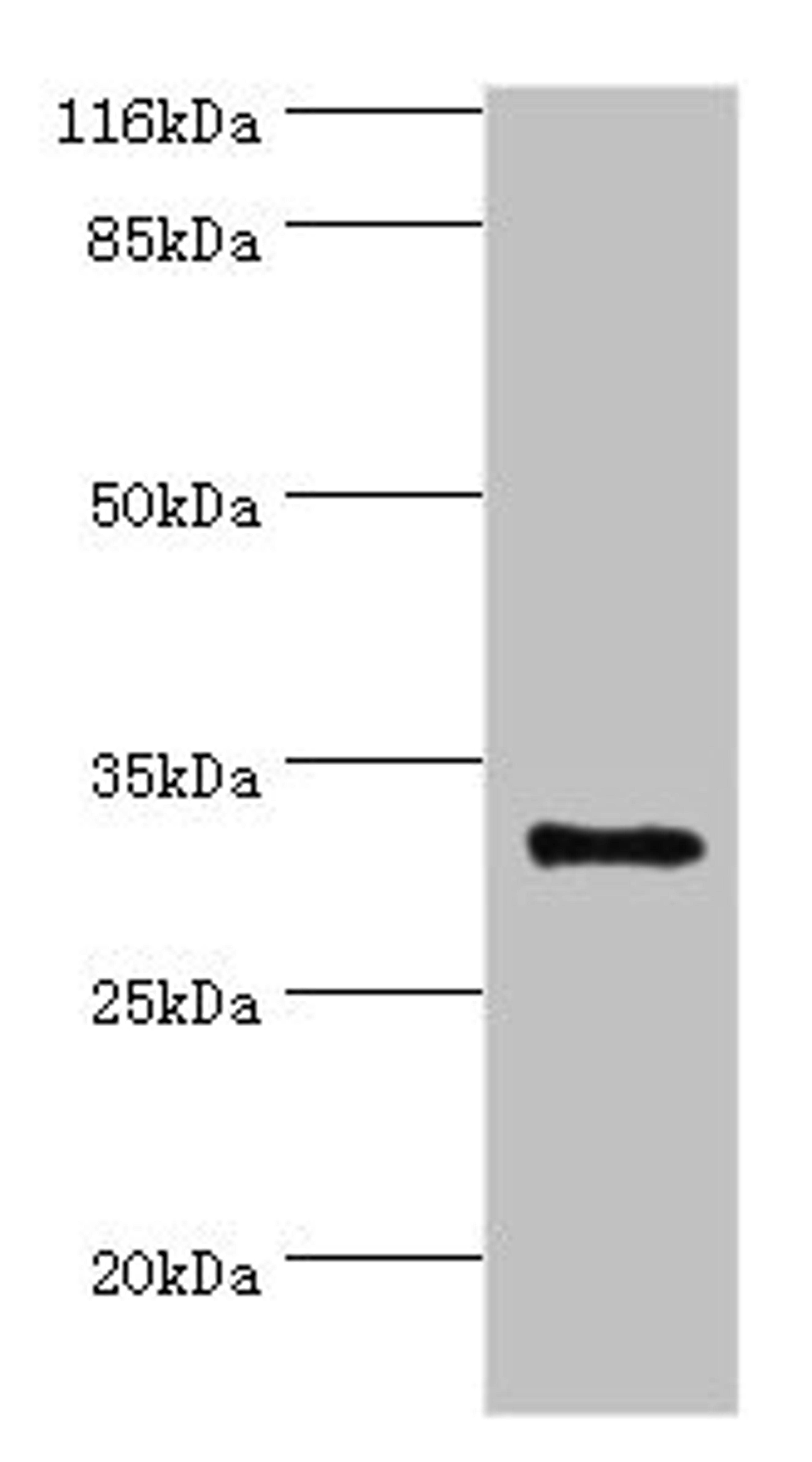 Western blot. All lanes: KLK5 antibody at 2ug/ml + MCF-7 whole cell lysate. Secondary. Goat polyclonal to rabbit IgG at 1/10000 dilution. Predicted band size: 32 kDa. Observed band size: 32 kDa. 