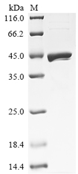 (Tris-Glycine gel) Discontinuous SDS-PAGE (reduced) with 5% enrichment gel and 15% separation gel.